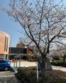 Saijo Base